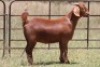 1X KALAHARI RED OOI/EWE PS