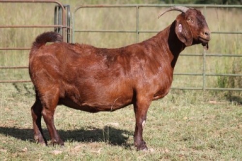 1X KALAHARI RED OOI/EWE S# 133/108