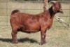 1X KALAHARI RED OOI/EWE S# 133/108 - 2