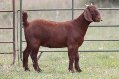 1X KALAHARI RED OOI/EWE PS