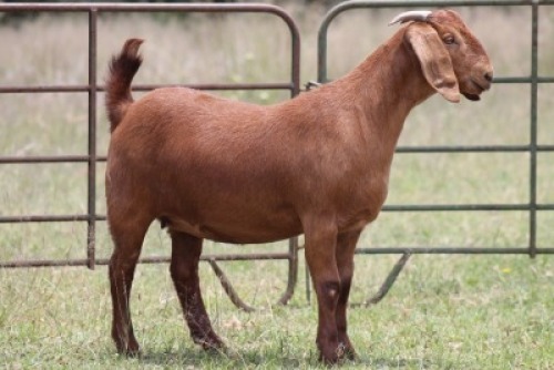 1X KALAHARI RED OOI/EWE PS