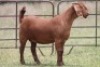1X KALAHARI RED OOI/EWE PS