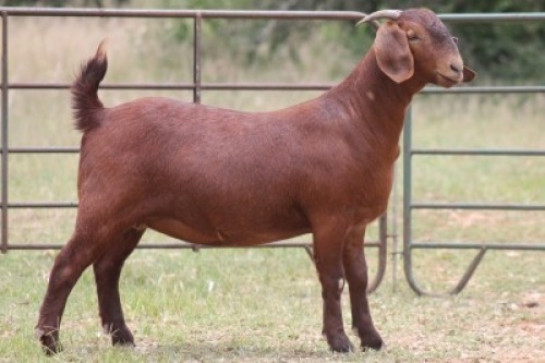 1X KALAHARI RED OOI/EWE PS