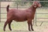 1X KALAHARI RED OOI/EWE PS