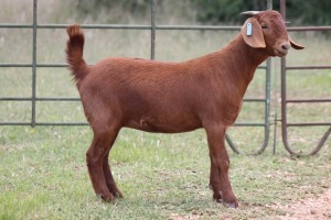 1X KALAHARI RED OOI/EWE PS