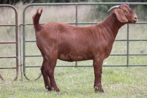 1X KALAHARI RED OOI/EWE PS
