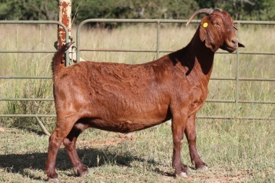 1X KALAHARI RED OOI/EWE S #133/109