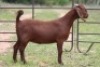 1X KALAHARI RED OOI/EWE PS