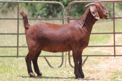 1X KALAHARI RED OOI/EWE PS