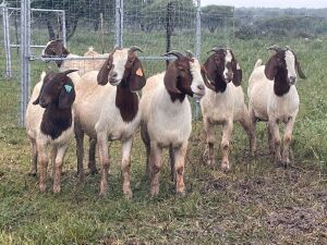 5X BOER GOAT OOI/DOE STONEHAM BOERBOK STOET