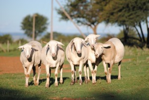 4X OOI/EWE MEATMASTER 1X PREGNANT VOORWAARTS BOERDERY (PAY PER ANIMAL TO TAKE ALL)