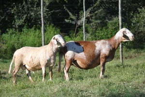 1+1X OOI/EWE MEATMASTER PREGNANT VOORWAARTS BOERDERY