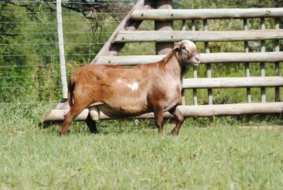 1X RAM MEATMASTER VOORWAARTS BOERDERY