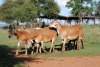 5+1X OOI/EWE MEATMASTER 3X PREGNANT VOORWAARTS BOERDERY (PAY PER ANIMAL TO TAKE THE LOT) - 2