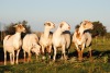 5X OOI/EWE MEATMASTER 3X PREGNANT VOORWAARTS BOERDERY (PAY PER ANIMAL TO TAKE THE LOT)