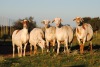 5X OOI/EWE MEATMASTER 3X PREGNANT VOORWAARTS BOERDERY (PAY PER ANIMAL TO TAKE THE LOT) - 2