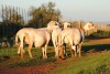 5X OOI/EWE MEATMASTER 3X PREGNANT VOORWAARTS BOERDERY (PAY PER ANIMAL TO TAKE THE LOT) - 3