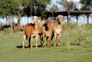 3X OOI/EWE MEATMASTER VOORWAARTS BOERDERY (PAY PER ANIMAL TO TAKE ALL)