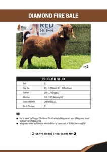 1X KALAHARI RED BUCK REDBOER STUD