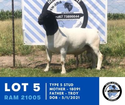 1X DORPER RAM STUD HENNIE SCHUTTE DORPERS