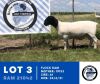 1X DORPER RAM FLOCK HENNIE SCHUTTE DORPERS