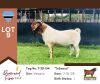 1X BOER GOAT BUCK PS BUSHRA STUD