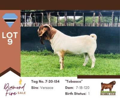 1X BOER GOAT BUCK PS BUSHRA STUD