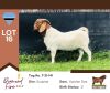 1X BOER GOAT BUCK PS BUSHRA STUD