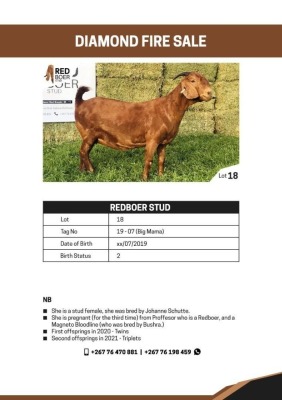 1X KALAHARI RED DOE STID REDBOER STUD