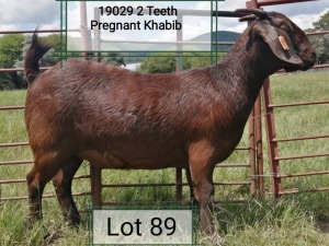 LOT 89 1X OOI/EWE Dhidejak Kalahari Reds STUD PREGNANT