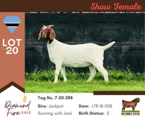 1X BOER GOAT DOE PS BUSHRA STUD