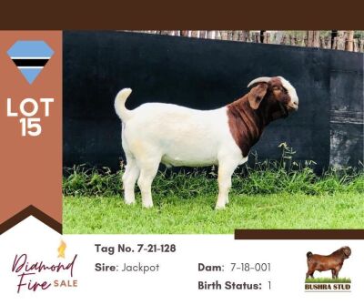 1X BOER GOAT BUCK PS BUSHRA STUD