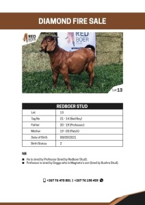 1X KALAHARI RED BUCK REDBOER STUD