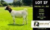 1X BOER GOAT DOE PS OGS STUD