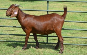 LOT 101 1X OOI/EWE Fermar Kalahari Reds KUDDE