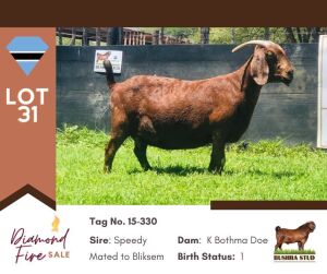 1X BOER GOAT DOE FLOCK BUSHRA STUD