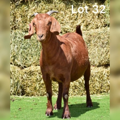 1X KALAHARI RED DOE FLOCK LEBONESANG STUD