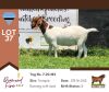 1X BOER GOAT DOE FLOCK COLOUR BUSHRA STUD