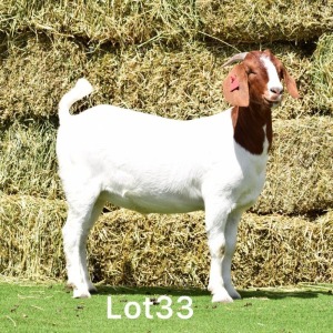 1X BOER GOAT DOE FLOCK LEBONESANG STUD