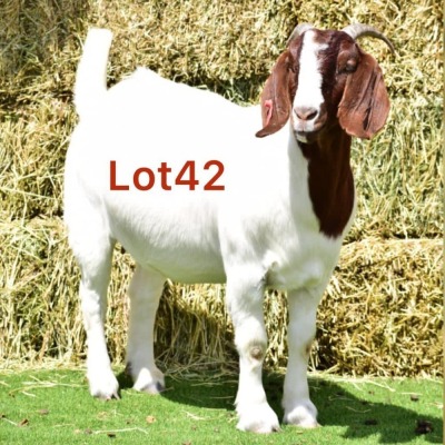 1X BOER GOAT DOE FLOCK LEBONESANG STUD