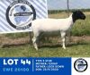 1X DORPER EWE TYPE 5 HENNIE SCHUTTE DORPERS