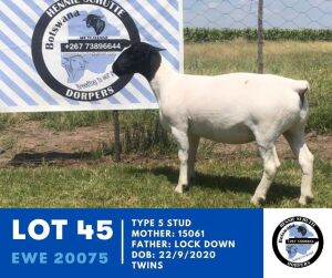 1X DORPER EWE TYPE 5 HENNIE SCHUTTE DORPERS