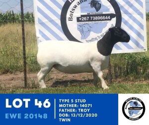 1X DORPER EWE TYPE 5 HENNIE SCHUTTE DORPERS