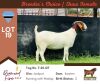 1X BOER GOAT DOE PS BUSHRA STUD