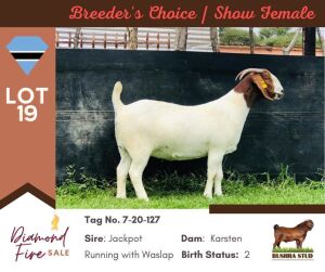 1X BOER GOAT DOE PS BUSHRA STUD