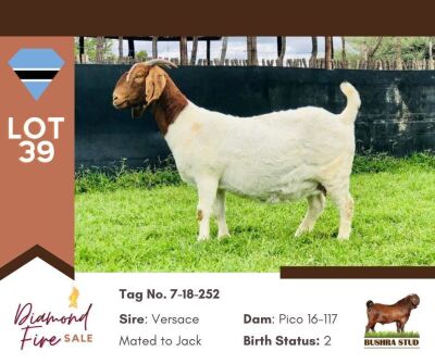 1X BOER GOAT DOE FLOCK BUSHRA STUD