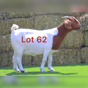 1X BOER GOAT DOE FLOCK LEBONESANG STUD