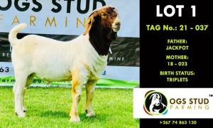 1X BOER GOAT BUCK OGS STUD