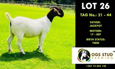 1X BOER GOAT DOE PS OGS STUD