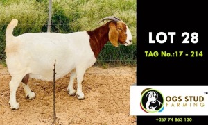 1X BOER GOAT DOE FLOCK OGS STUD